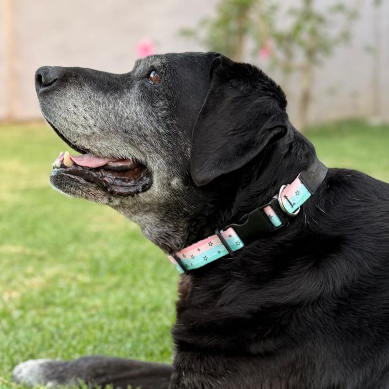 Collares para perros