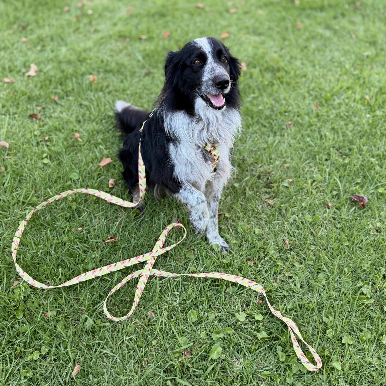 Correas para perros