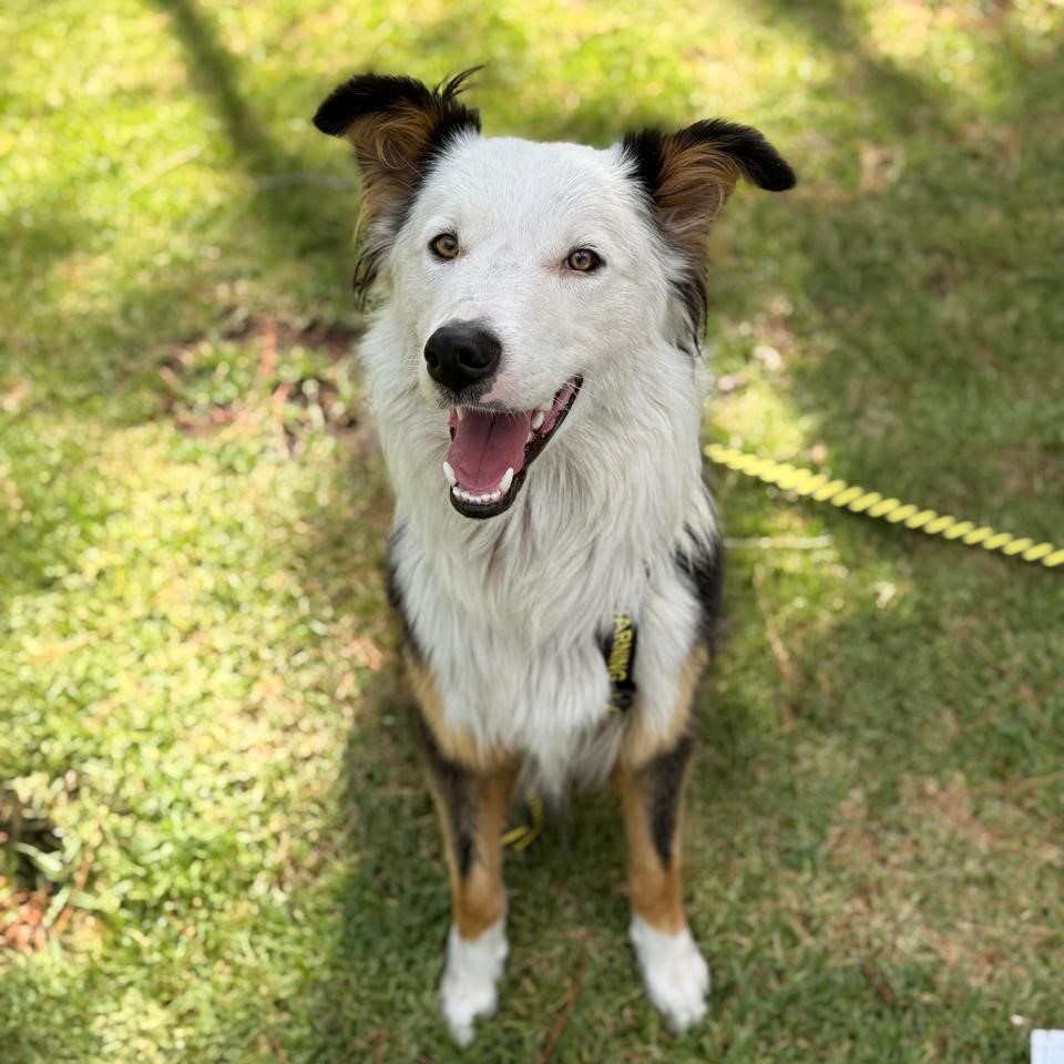 ParaPerros - Accesorios para mascotas