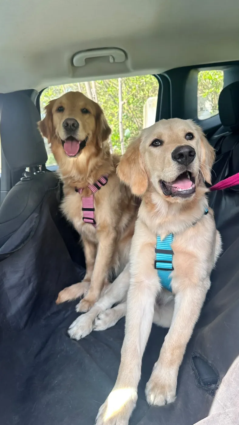 Dos golden retriever con arneses Para Perros