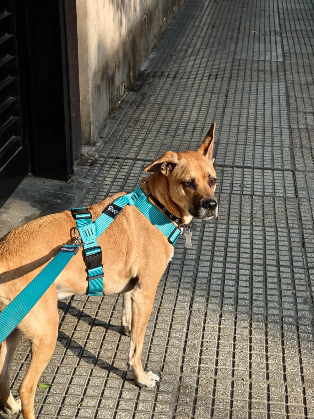 Perro paseando con arnés y correa turquesa