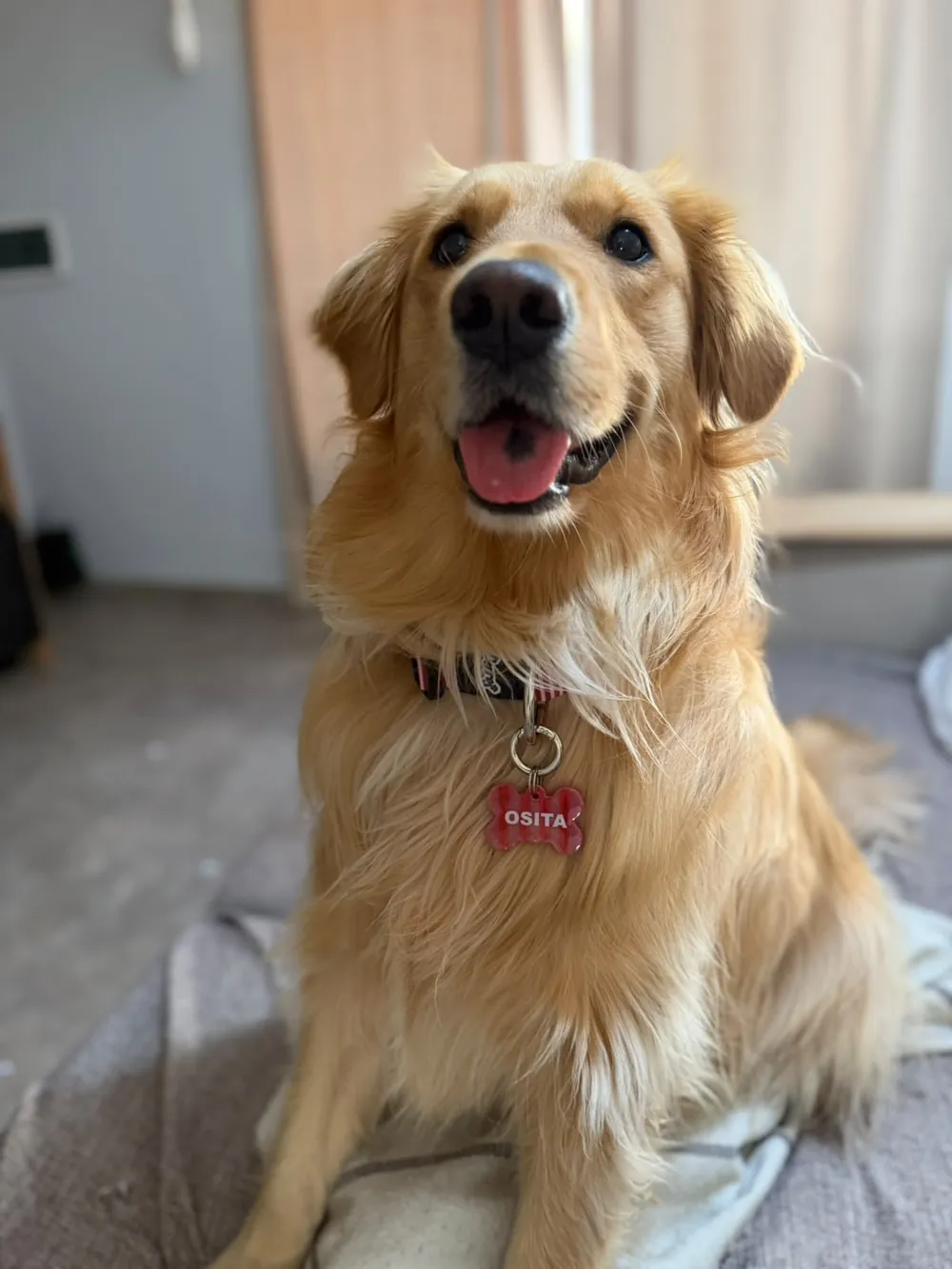 Osita, golden retriever con collar y chapita hueso