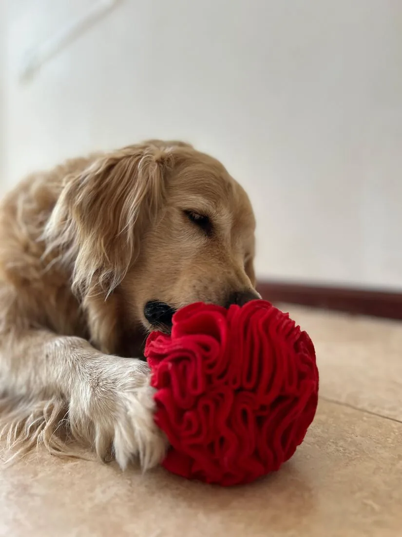 Golden olfateando una pelota de olfato roja
