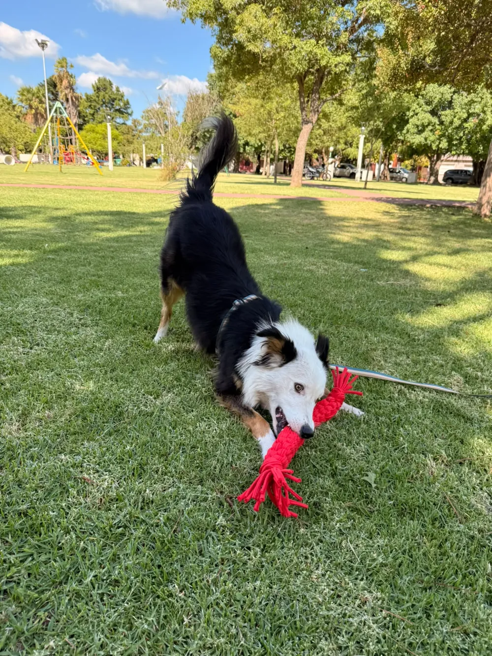 Border collie jugando con una soga flex roja