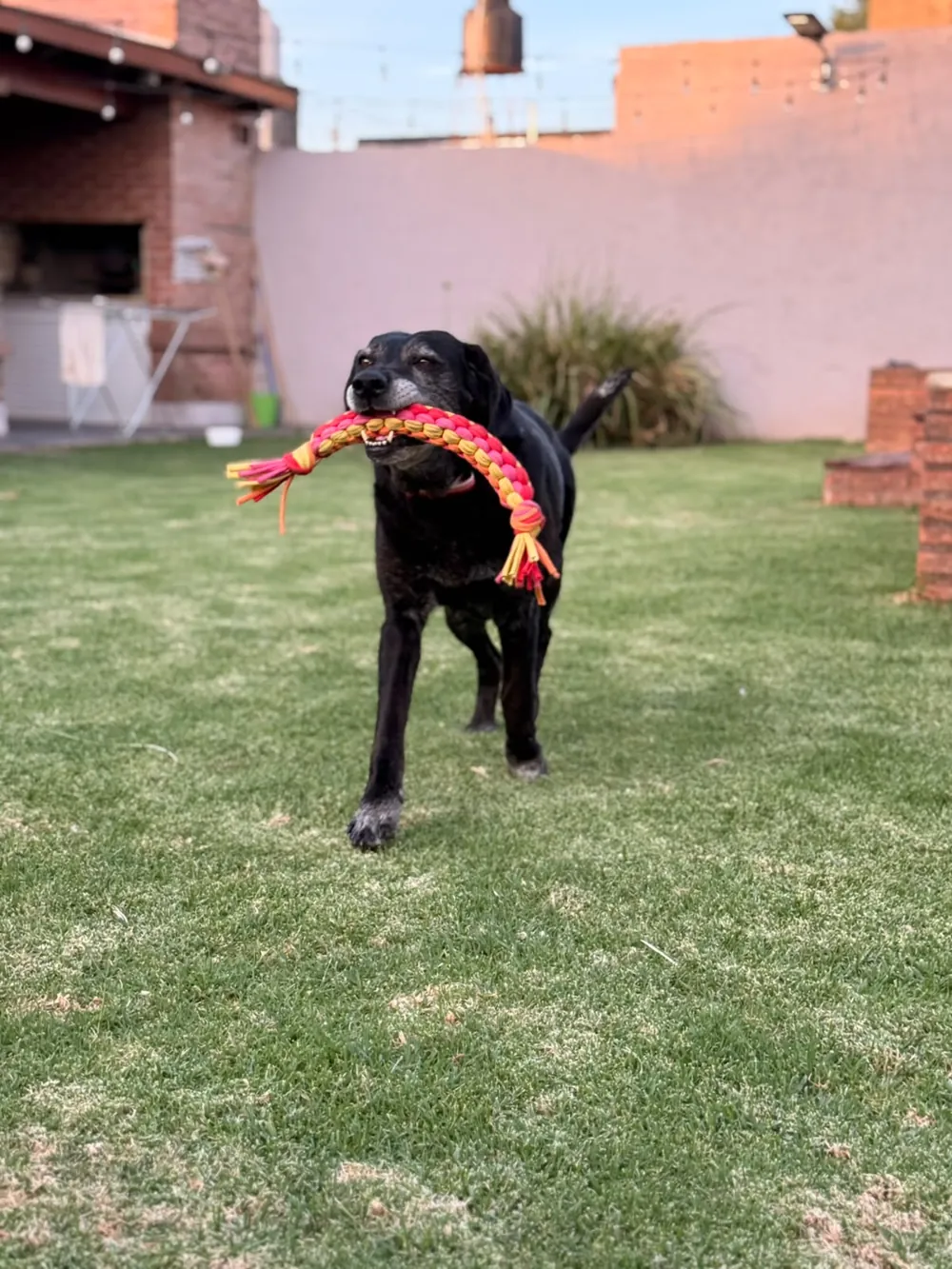 Perro negro corriendo con una soga flex de colores